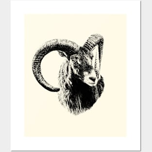 Mouflon Posters and Art